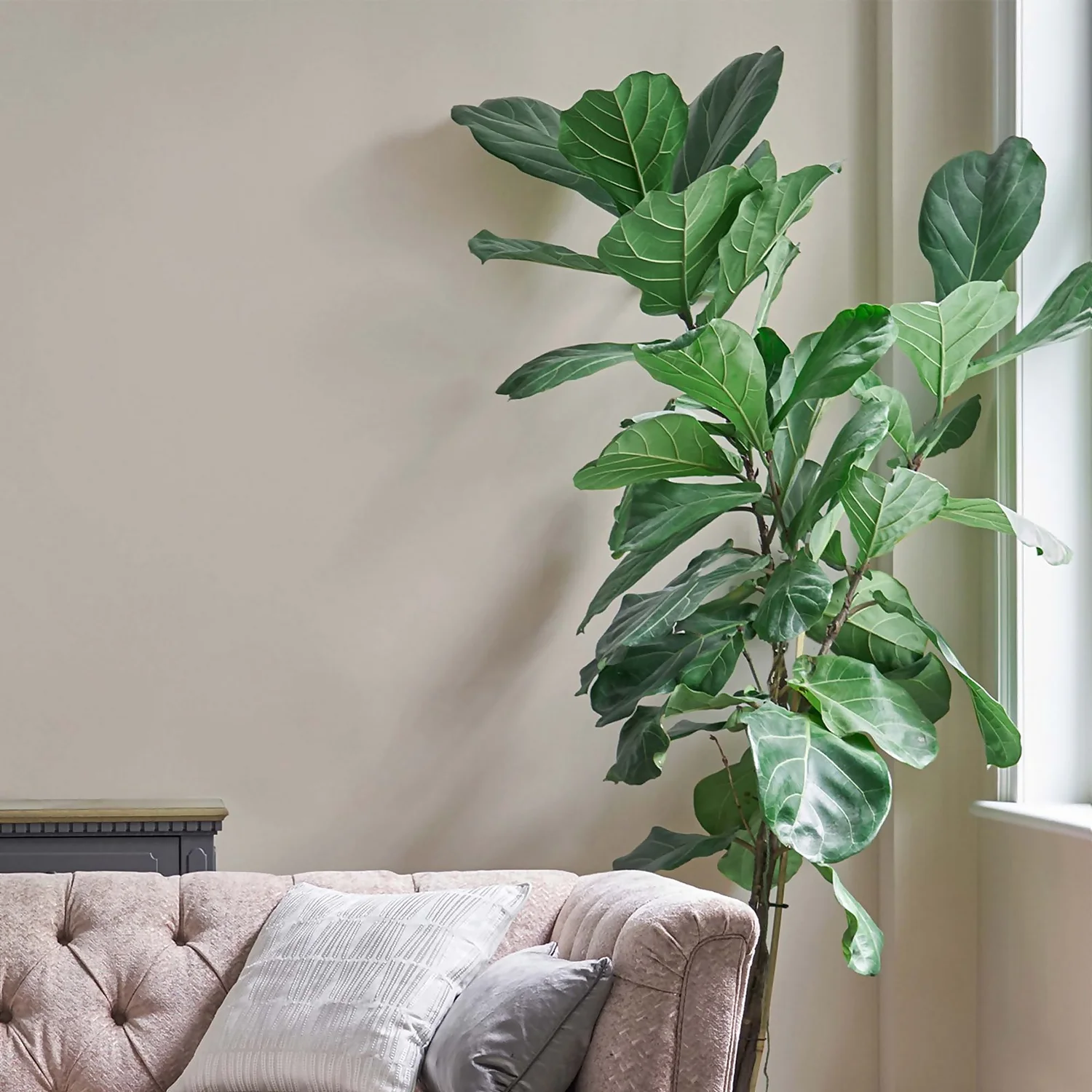 Laura Ashley Eggshell Paint Soft Natural - 750ml 2 Laura Ashley Eggshell Paint Soft Natural - 750ml - Image 2