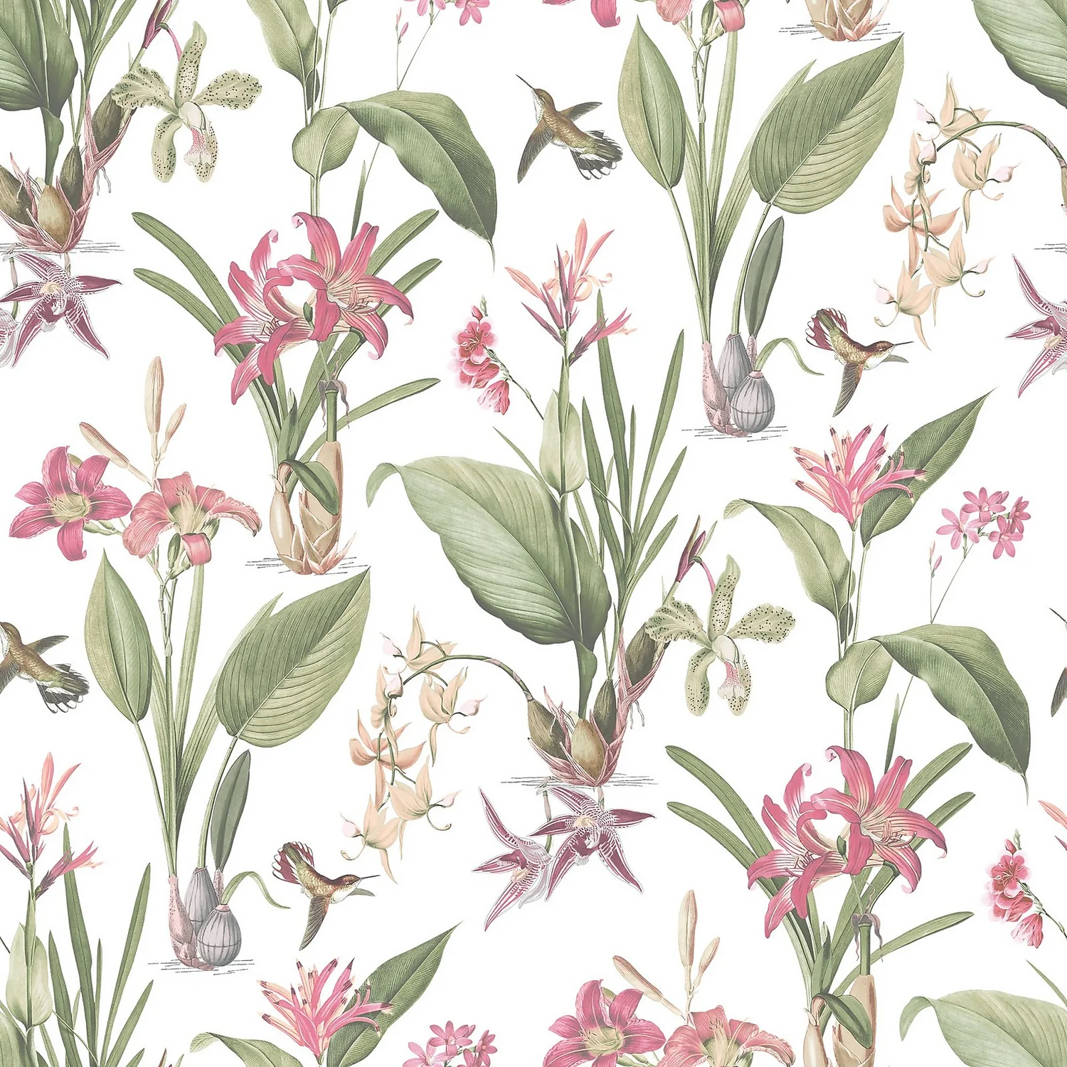 Galerie Botanical Illustration Pink Wallpaper 1 Galerie Botanical Illustration Pink Wallpaper